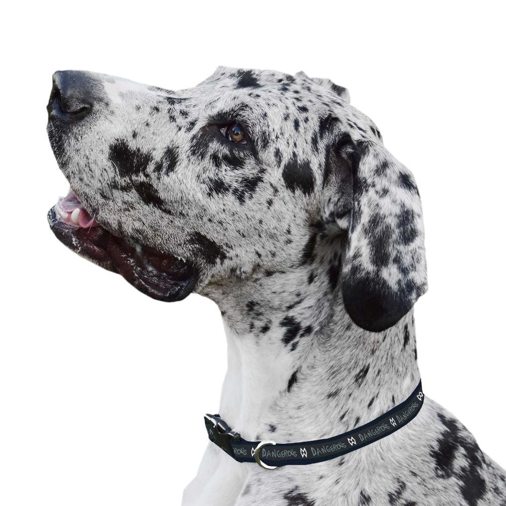 Dog Collar Morgan Wallen Official Store